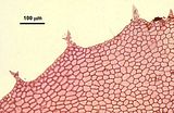4 - Dettaglio della zona marginale